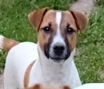 Étalon Jack Russell Terrier - Vicking du creux du nant