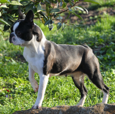Étalon Boston Terrier - Twilight Sweeties Doggies