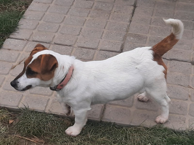 Étalon Jack Russell Terrier - Asya Du Clos D'Allinge