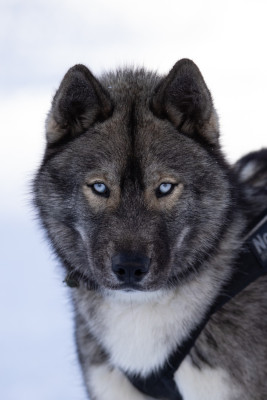 Étalon Siberian Husky - Amazing boy karma Zorsky