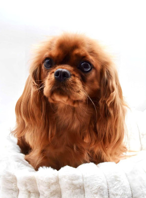 Étalon Cavalier King Charles Spaniel - Diamondskane VIE DE STAR dite Ivy