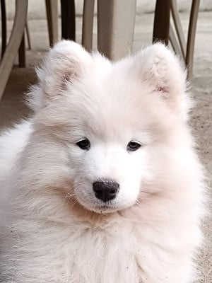 Étalon Samoyède - Albus Aspen Tweed Lenissei