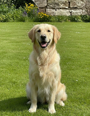 Étalon Golden Retriever - Soane Du pré moussey