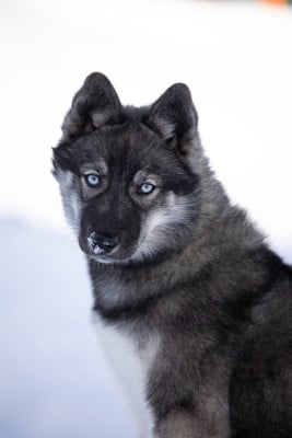 Étalon Siberian Husky - Alfa bella Zorsky