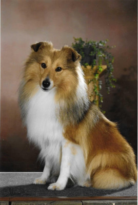 Étalon Shetland Sheepdog - Very nice girl Van't Nevelse