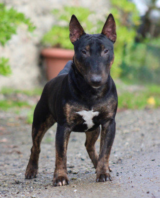 Étalon Bull Terrier Miniature - Alpha Du Domaine Des Démons Bretons