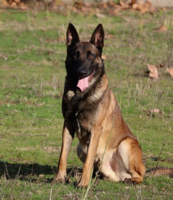 Étalon Berger Belge - Urcu Des Loups De Kallisté