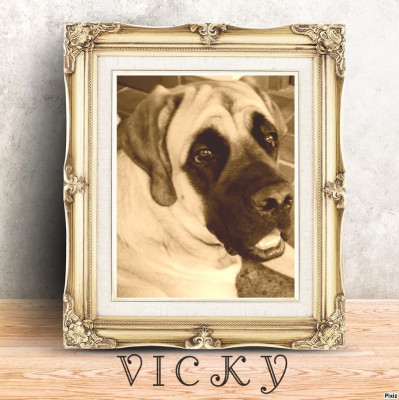 Étalon Mastiff - Vicky d'enfer (Sans Affixe)