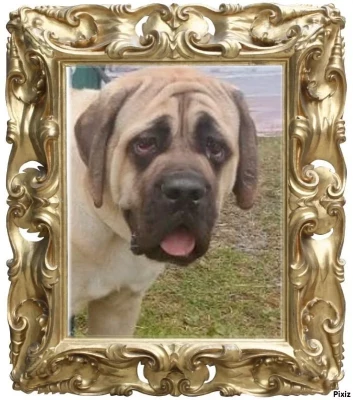 OLIVER SLNKO ZEMPILA