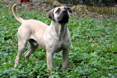 Étalon Dogo Canario - Voodoo Los Nobles Del Norte