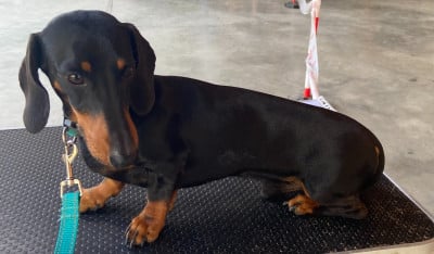 Étalon Teckel poil ras - Volpone de la Passe de l'Eider