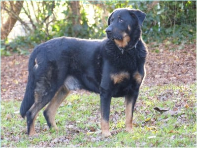Étalon Berger de Beauce - Nuance de green des Feuilleuses