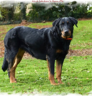 Étalon Berger de Beauce - Voïce de sindia-original du Royaume D'Elsa