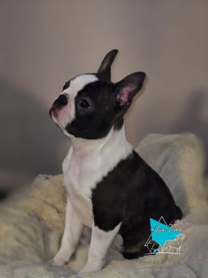 Étalon Boston Terrier - Atomic Team's ARES