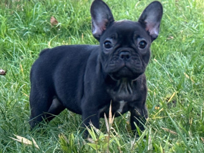 Étalon Bouledogue français - Prestige Line A goddess sacred fire hestia