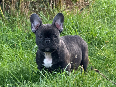 Étalon Bouledogue français - Prestige Line A underground king hades