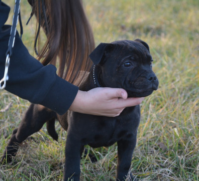 Étalon Staffordshire Bull Terrier - Multi Generation absolute dream