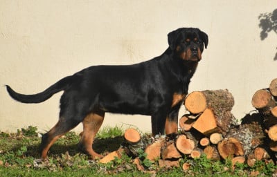 Étalon Rottweiler - amaya Du Royaume De L'Occitanie