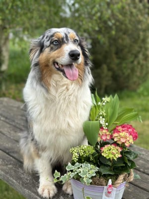 Pawnee de l'Empereur Sirius