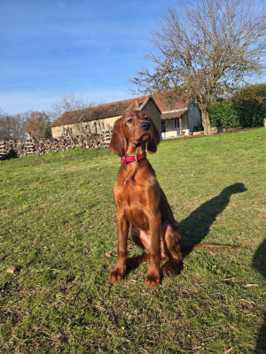 Étalon Setter irlandais rouge - Artemis De L'épivant Clery