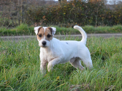 Étalon Parson Russell Terrier - Volnay Du Jardin D'inuko