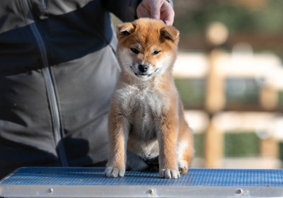 Étalon Shiba - Ayumi du Bois de Compiègne