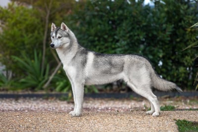 Étalon Siberian Husky - Absolute cheeky princess of Nordic Forest