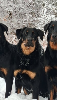 Étalon Berger de Beauce - Ada shelby Du Songe De La Lune Noire