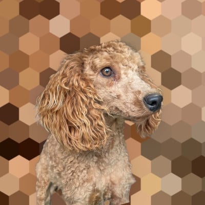 Étalon Caniche - Zadatis Ulred