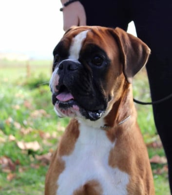 Étalon Boxer - NEW HOPE LIBRE ALMA