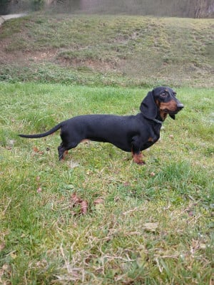 Étalon Teckel poil ras - Unique Du Clos De La Foliette