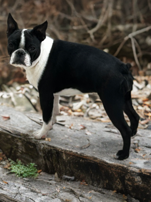 Étalon Boston Terrier - Armonie Les Gardiens Du Pitchoun