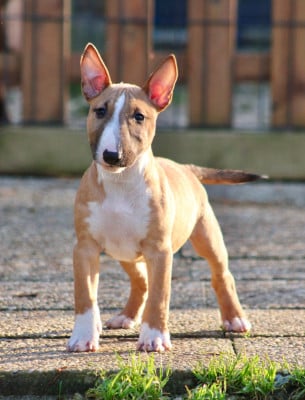 Étalon Bull Terrier Miniature - Atomic Du Domaine Des Démons Bretons