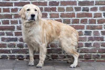 Étalon Golden Retriever - (Sans Affixe) SANY
