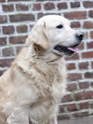 Étalon Golden Retriever - SONY (Sans Affixe)