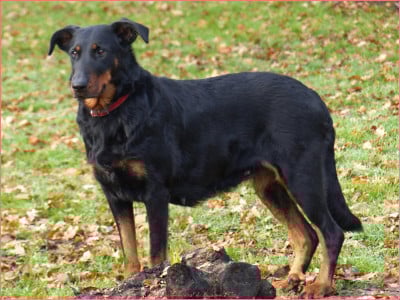 Étalon Berger de Beauce - Renaissance-original du Royaume D'Elsa