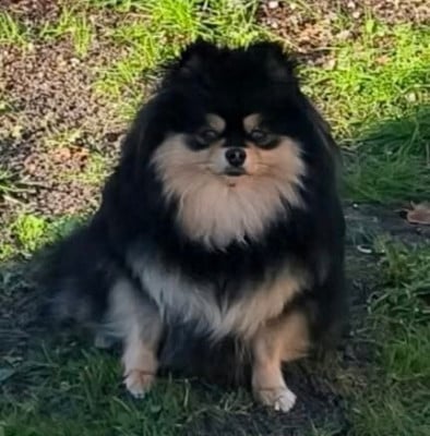 Étalon Spitz allemand - Florence du galop du globe