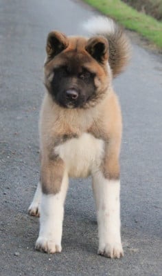 Étalon Akita americain - Amber leaf Of Bear's Park