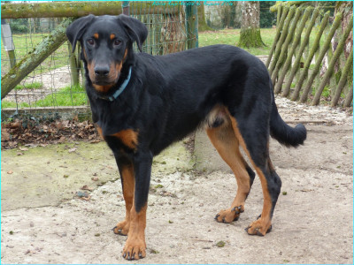 Étalon Berger de Beauce - Admire-royal-original du Royaume D'Elsa