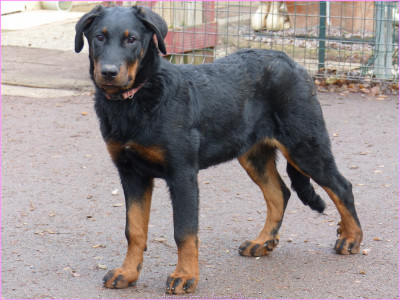 Étalon Berger de Beauce - Aventurine-green du Royaume D'Elsa