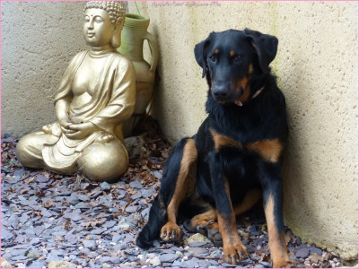 Étalon Berger de Beauce - Aquarelle de pastel-eternelle du Royaume D'Elsa