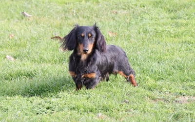 Étalon Teckel poil long - White spinell Philip