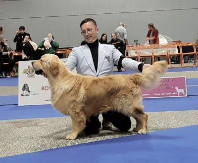 Étalon Golden Retriever - Virtuose mozart des jardins d epona