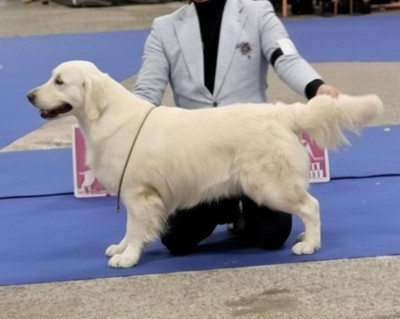 Étalon Golden Retriever - Adja bella de Bihan ki breizh