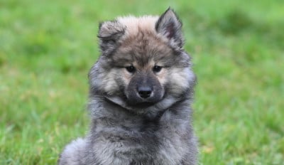 Étalon Eurasier - Aboom Blue De La Vallée Du Petit Pré