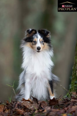 Étalon Shetland Sheepdog - Tatooine Des Cerberes De L'isaac