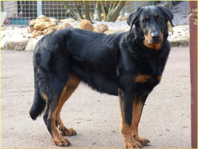 Étalon Berger de Beauce - Voïce de sindia-original du Royaume D'Elsa