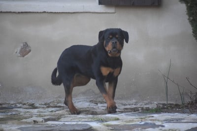 Étalon Rottweiler - alba Du Royaume De L'Occitanie