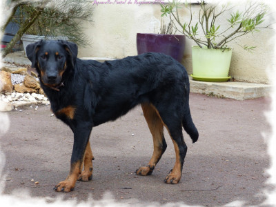 Étalon Berger de Beauce - Aquarelle de pastel-eternelle du Royaume D'Elsa