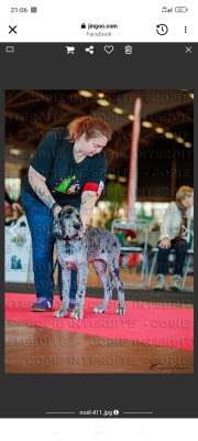 Étalon Dogue allemand - Angèle Des Zamours De Caux